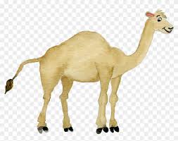 Camels are a type of mount that can be found in the region of valencia. Camel Transparent Desert Clipart Arabian Camel Png Download 3872017 Pikpng