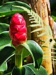 Image result for Costus subbiflorus