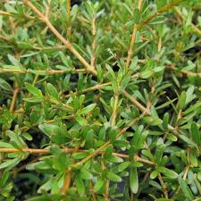 Image result for Cyperus kirkii