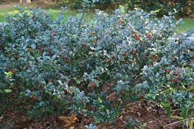 Holly shrubs come in many shapes and sizes, with many landscape uses. Blue Holly Blue Princess Plant Profile Sylvan Gardens Landscape Contractors