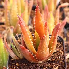 Image result for Aloe wollastonii