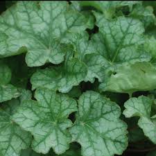 Image result for heuchera americana
