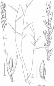 Image result for Brachyachne patentiflora