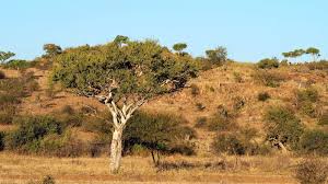 Image result for Searsia leptodictya