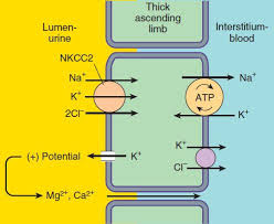 Image result for Loop Diuretic