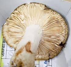 Image result for Russula flavida