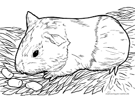 Malvorlage Meerschweinchen Tiere