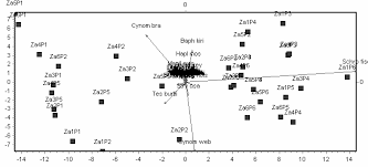 Image result for Tessmannia burttii