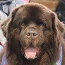 Find newfoundland puppies for sale and dogs for adoption. Amblebrook Newfoundlands Adelaide Sa Australia Local Business Facebook