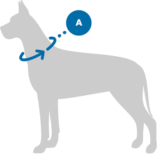 From the top of the dog's throat, over the ears to top of head (this is the size of the actual head). Collar Size Guide Bingin Dog Premium Dog Accessories