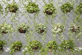 15m maschendrahtzaun grün pvc 175cm hoch 60x60x2,6mm. Les Jardins Suspendus S Invitent Dans Votre Maison Decorations Pour La Maison Plantes Suspendues Jardins Suspendus Jardins Verticaux