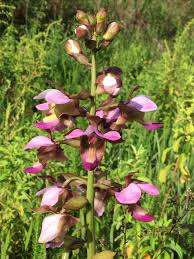 Image result for Eulophia horsfallii