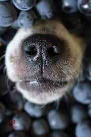 Are Blueberries Good For Dogs Dogs Dog Health Your Dog