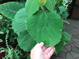Image result for Boehmeria macrophylla