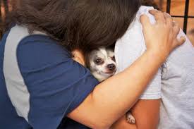 Purina one vs purina beneful. Petsmart Charities Pledges 10 Million To Fight Pet Food Insecurity 2021 01 29 Pet Food Processing