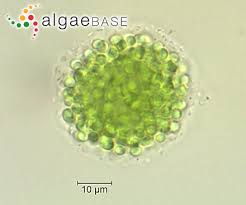 Image result for Microcoelia globulosa