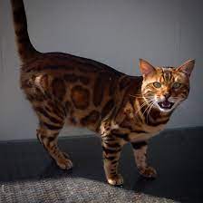Bengal Cat Named Thor Looks Like A Cross Between A Leopard And Tiger Bengal Cat Bengal Cat Names Cat Care