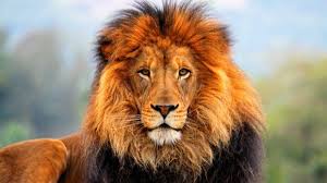 Conservation efforts in south africa have been successful in. What Exactly Are The Big Five Animals And Where Can I Spot Them Updated Bookallsafaris Com