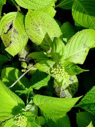 Image result for leaf spot hydrangea