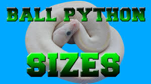 Ball Python Sizes Baby To Adult