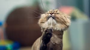 Once you understand what is causing your cat treatment of allergic skin diseases can take a little longer but, with the help of a veterinary dermatologist, once the offending food or. What To Do If Your Cat Is Losing Hair