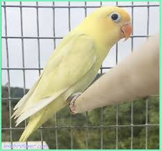 Ternak Lovebird Ternak Lovebird Tips Mencetak Burung Mewah Dengan Parrot Parrot Pet Pet Birds