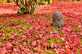 Autumn In Japan 10 Best Things To Do In 2021 Japan Web Magazine Japan could open to visitors in april 2021. autumn in japan 10 best things to do