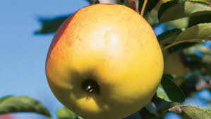 I've been growing a northpole™ columnar apple for about 18 years. Columnar Apple Trees For Suburban Yards Finegardening