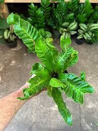 Image result for Asplenium musiraense