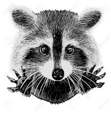 Download these amazing cliparts absolutely free and use these for creating your presentation cute racoon clipart. Cute Raccoon Vector Requests Cuddle And Snuggle Raccoon Art Raccoon Drawing Raccoon Illustration
