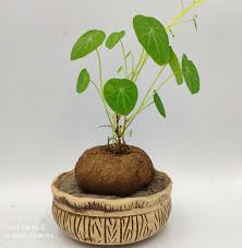 Image result for Salacia erecta