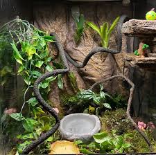 Frog Boy On Instagram New Terrarium Setup For My 3 Dumpies Can You Spot All 3 Treefrog Whitestreefrog Dumpytr Whites Tree Frog Dumpy Tree Frog Terrarium