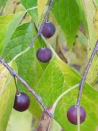 Image result for Celtis sinensis