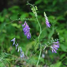 Image result for Landolphia villosa