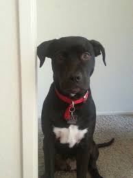 6 Month American Pitbull Terrier Black And White Pitbull Lab Mix This Is My Favorite Puppy Jax 5 Months Old Right Here Lab Mix Puppies Pitbull Lab Mix Pitbull Lab