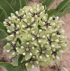 Sand Milkweed Asclepias Arenaria Asclepias Banana Plants Hibiscus Plant