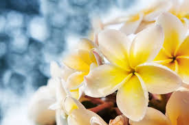 Frangipani Flower Meaning Flowers Frangipani Flower Meanings