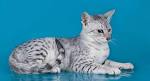 Egyptian Mau Cat Breed Information, Pictures ...