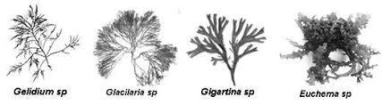 Dita Rohania Protista Mirip Tumbuhan Alga