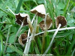 Image result for Conocybe lactea