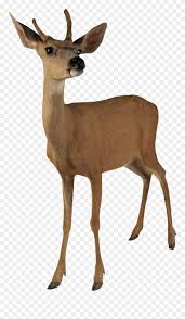 Buck Clipart Transparent Deer Transparent Png Download 254581 Pinclipart Polish your personal project or design with these white tailed deer transparent png images, make it even more personalized and more attractive. buck clipart transparent deer