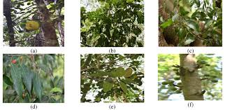 Image result for Moraceae