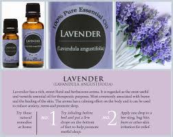 Lavender French Essential Oil Essential Oils Herbs Edens Garden Essential Oils Essential Oils For Massage