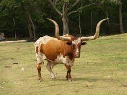 Alvin Texas Bayou Wildlife Park Animals And Birds Run Or Roam Freely In A Natural Habitat 2008 Zoo P7224663 Flickr Longhorn Cattle Longhorn Cow Alvin Texas