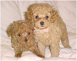 Pin On Puppies