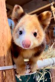 Image result for tree kangaroo