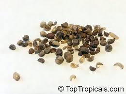 Image result for Flueggea