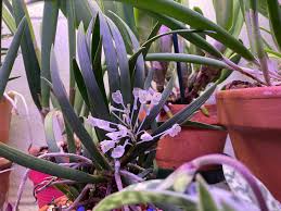 Image result for Podangis dactyloceras