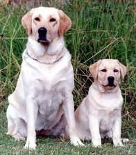 Breed Profile Working labradors in the uk can still be found carrying out the same role as they did a hundred years ago, on driven. breed profile