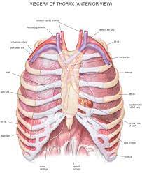 Anatomy of upper chest chest anatomy diagram diagrame of the stomach and chest upper enlarge anatomy of the thymus gland drawing shows the thymus gland in the upper chest under location. Thorax Chest Anatomy Archives Anatomy Note